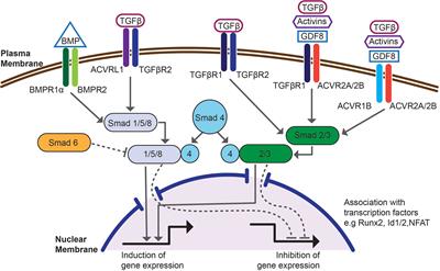 Bone Morphogenetic Proteins Shape Treg Cells